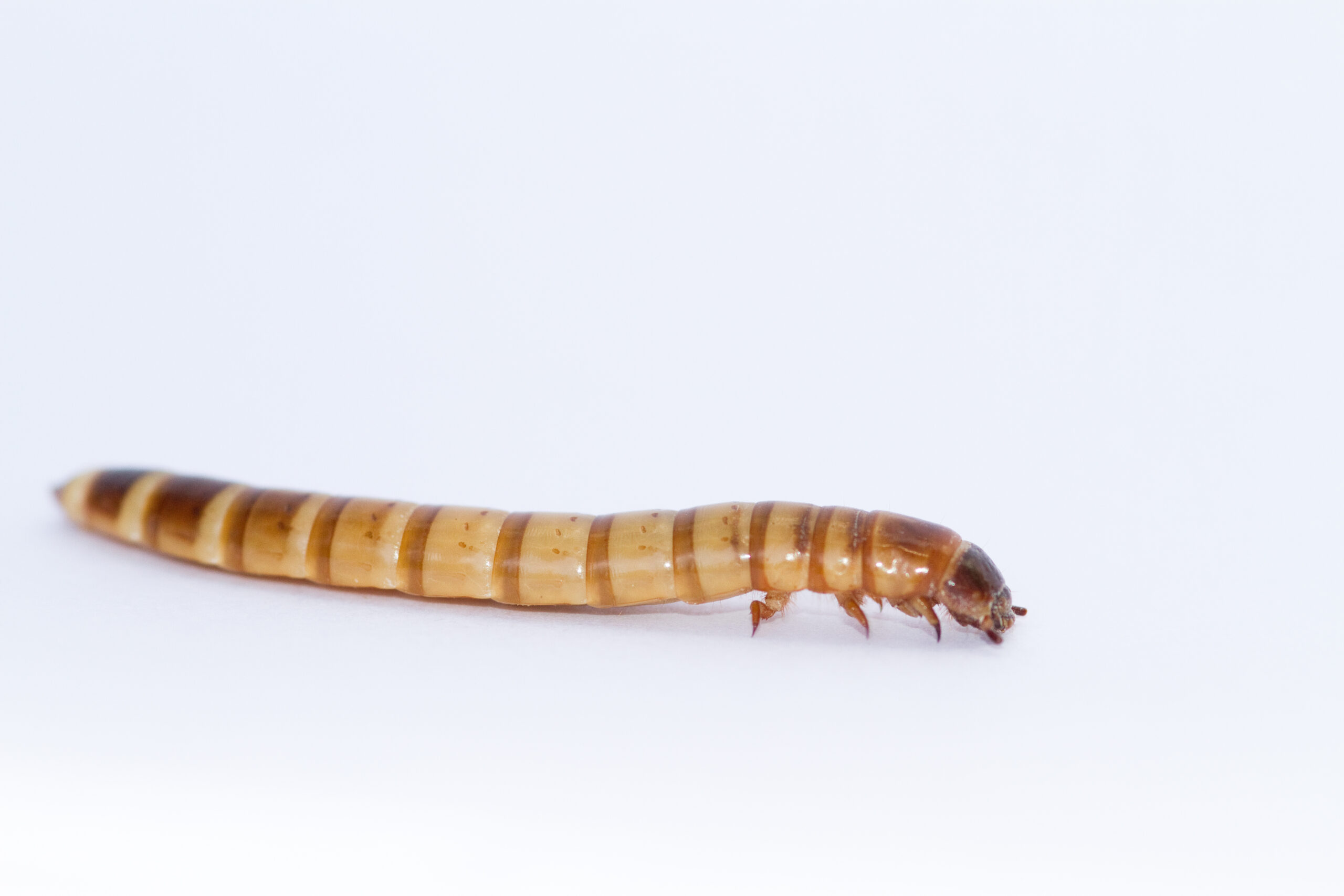 Vědci z Mendelovy univerzity zkoumají, jak larvy potemníka rozkládají plasty