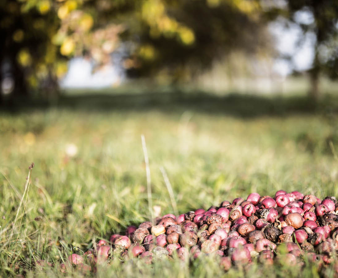 V Česku se bioodpad třídí stále lépe, i když ve městech a obcích jsou ještě velké rezervy