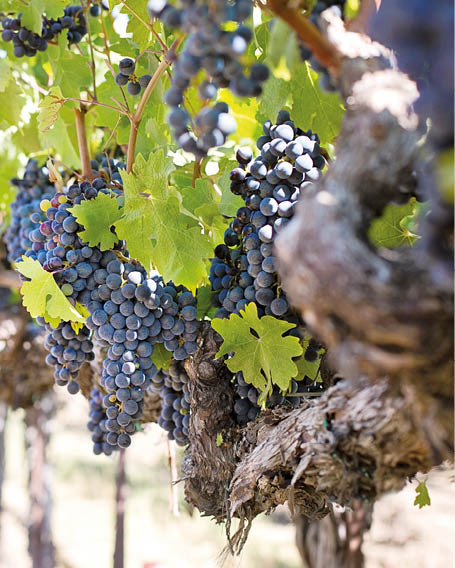 Antioxidanty z bioodpadu se dají využít v potravinách i ochraně rostlin